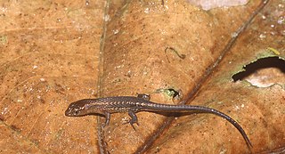 <i>Alopoglossus angulatus</i> Species of lizard