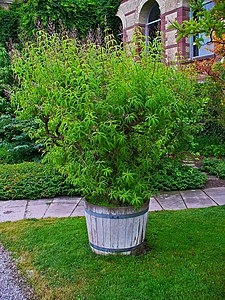 Aloysia citrodora Habitus