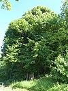 Old lime tree at Hohenroder Weiher.jpg