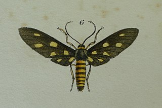 <i>Amata wallacei</i> Species of moth