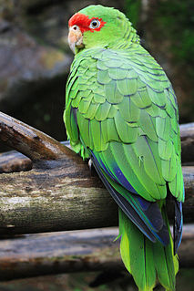 Red-spectacled amazon Species of bird