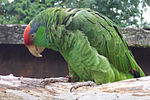 Amazona viridigenalis -Tropical Birdland -Leicestershire-6a.jpg