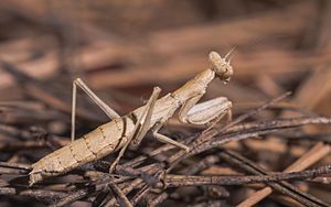 Gray fishing insect (Ameles decolor), female