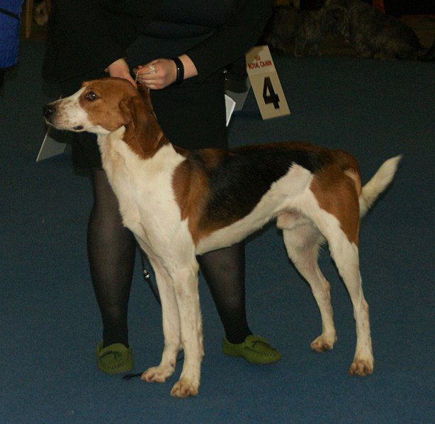 File:American Foxhound.jpg