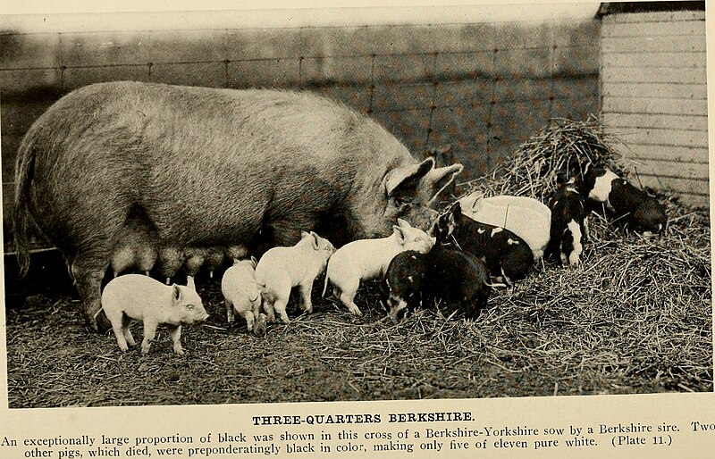 File:American breeders magazine (1913) (18114793352).jpg