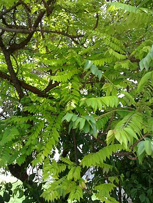 ನೆಲ್ಲಿಕಾಯಿ