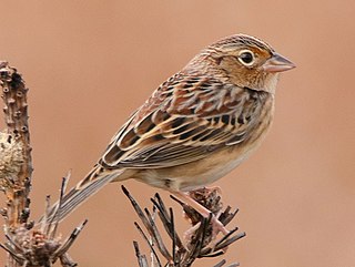 <span class="mw-page-title-main">Grasshopper sparrow</span> Species of bird