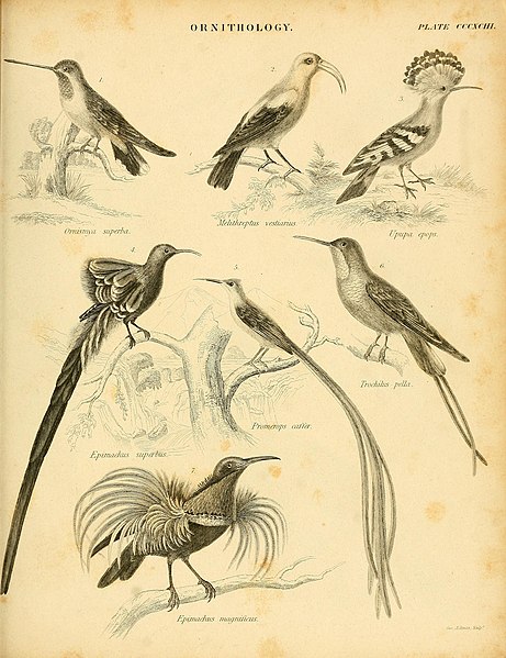 File:An introduction to the natural history of birds - being the article "Ornithology," from the seventh edition of the Encyclopaedia Britannica - with one hundred and thirty-five figures (1839) (14772359263).jpg