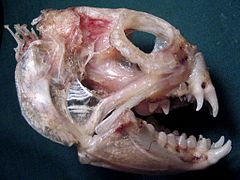 Crâne de loup de l'Atlantique.