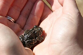 Beschrijving van de afbeelding Anaxyrus nelsoni.jpg.