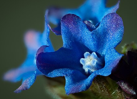 flower Anchusa officinalis