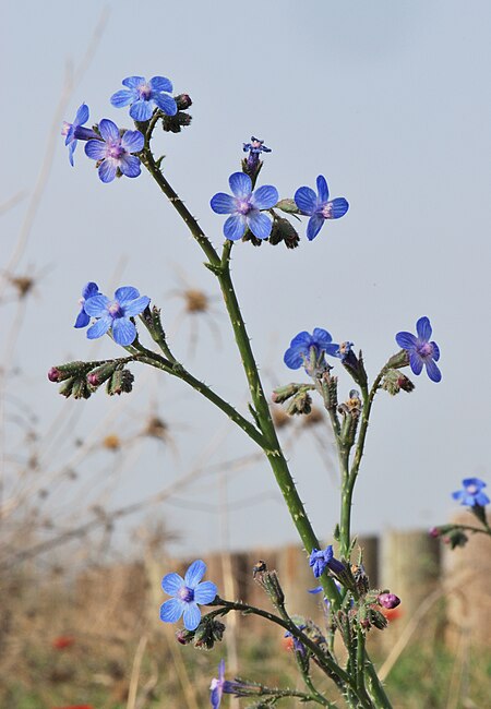 Anchusa strigosa 4.JPG