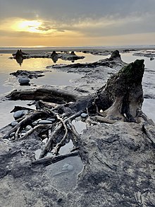Petrified tree stump at Borth; 2021