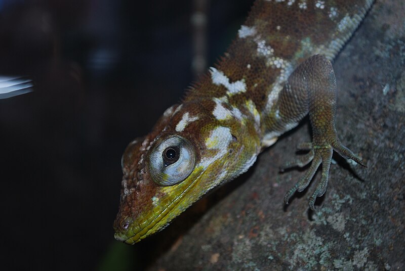 File:Anolis baleatus litorisilvai in Nashville zoo.jpg