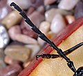 Serrata Coleoptera Cerambycidae
