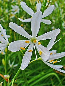 Anthericum liliago Flower