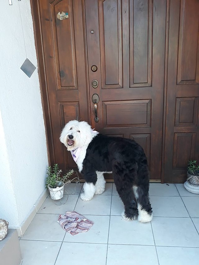 Antiguo pastor inglés (Bobtail)  English sheepdog puppy, Old english  sheepdog puppy, Old english sheepdog