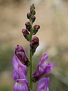 Antirrhinum barrelieri subsp. litigiosum