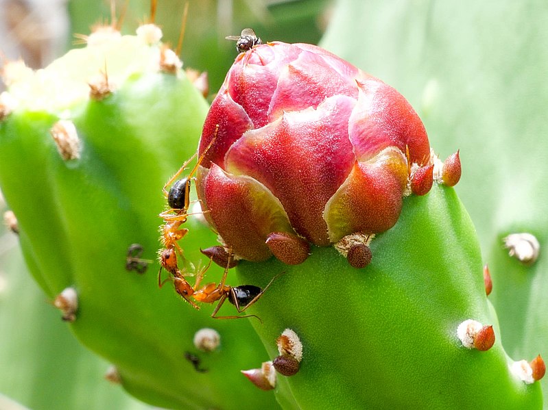 File:Ants Kissing 1.jpg