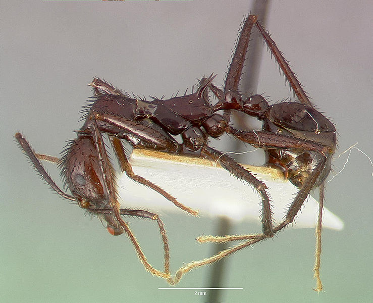 File:Aphaenogaster lustrans castype06885 profile 1.jpg