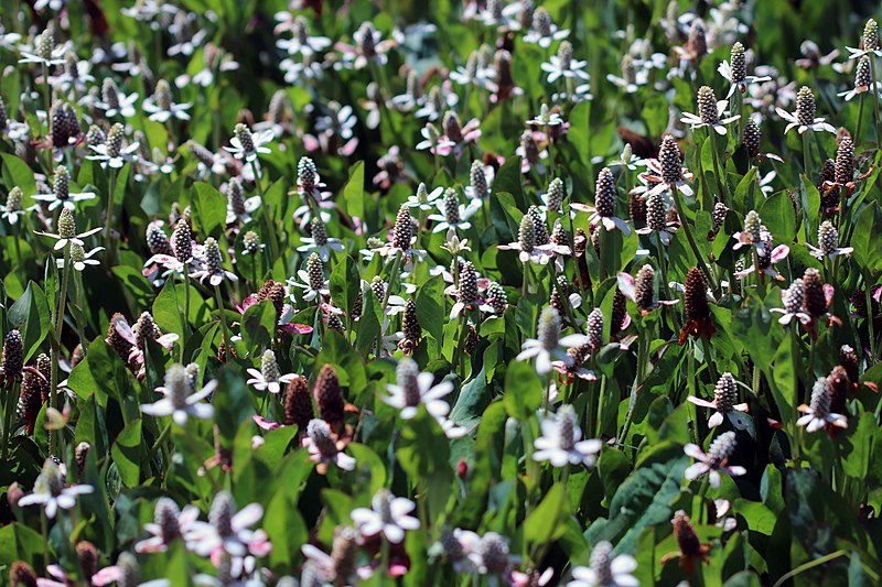 File:Aquatic plants Shoreline Park Mountain View California IMG 2737.jpg