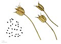オダマキ属（キンポウゲ科）の袋果（集合袋果）と種子
