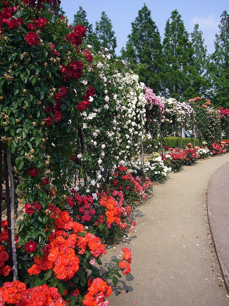 Rose garden - Wikipedia