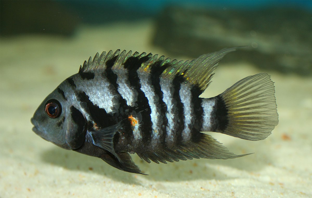 What Is The Name Of This Black Tropical Fish With White Stripes?