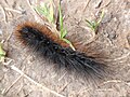 Woolly bear caterpillar