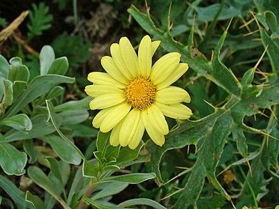 Argyranthemum maderense Inflorescence