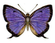 Arhopala wildei wildei.jpg