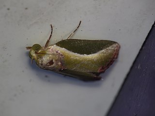 <i>Ariola coelisigna</i> Species of moth