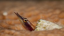 Arrow blenny (Lucayablennius zingaro) by q phia - Cuba 2017.jpg