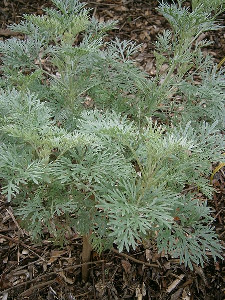 File:Artemisia 'Powis Castle' RHu.JPG