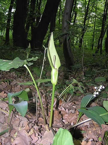 Arum cylindraceum