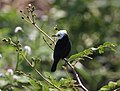 Arundinicola leucocephala Pantanal.jpg