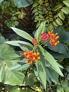 Asclepias curassavica with flowers.jpg