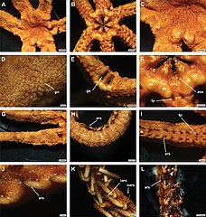 File:Asteroschema cf. bidwillae (10.3897-zookeys.1090.76292) Figure 8.jpg (Category:Asteroschema bidwillae)