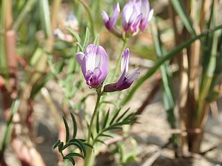 <i>Astragalus tener</i> Species of legume