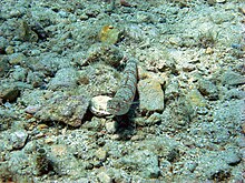 Atlantic lizardfish.jpg