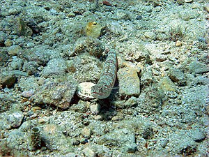 Atlantic lizardfish.jpg