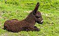 * Nomination Poitou donkey foal (Equus asinus) in the Lüneburg Heath Wildlife Park --F. Riedelio 08:40, 14 April 2023 (UTC) * Promotion  Support Good quality. --Ermell 09:22, 14 April 2023 (UTC)