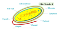 Bacterial cell structure.png
