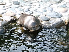 Baikalinis ruonis (Phoca sibirica)