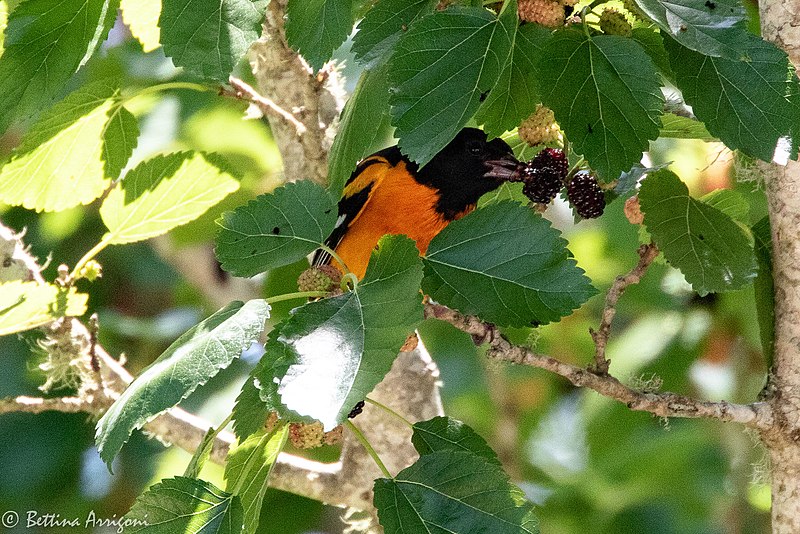 File:Baltimore Oriole (male) Boy Scout Woods High Island TX 2018-04-11 12-01-27 (41800398351).jpg