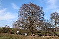 Naturdenkmal Rotbuche am Steltenbergweg