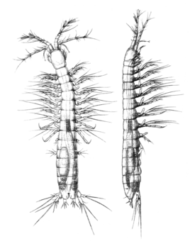 Самец Bathynella chappuisi