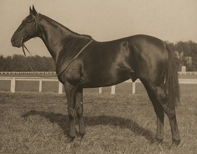 Battleship is the only horse to win both the American Grand National and the English Grand National steeplechase races