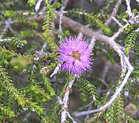 Beaufortia empetrifolia