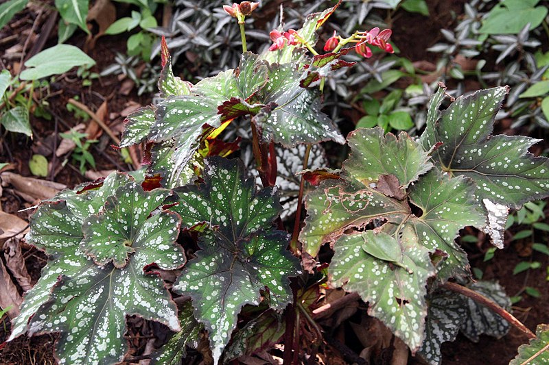 File:Begonia rex 1zz.jpg